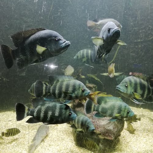2022-05-Aquarium-004