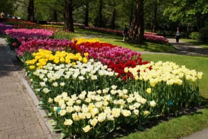 2016-05-Keukenhof-005