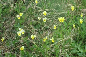 2018-04-Plombieres-011