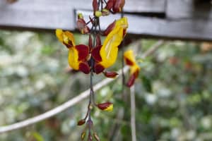 2018-05-Madere-016