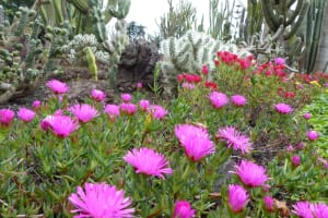 2018-05-Madere-018