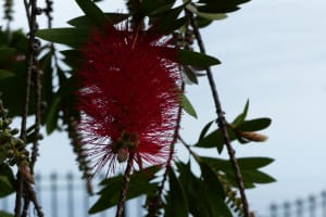 2018-05-Madere-020