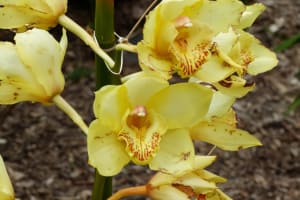 2018-05-Madere-022