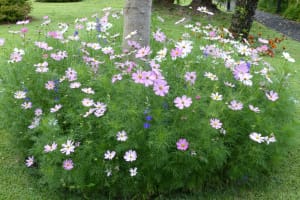 2018-05-Madere-024