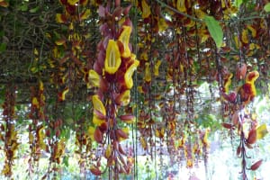 2018-05-Madere-027