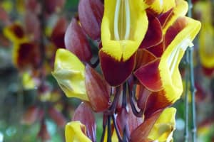 2018-05-Madere-028