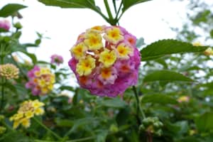 2018-05-Madere-033