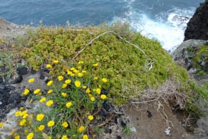 2018-05-Madere-053