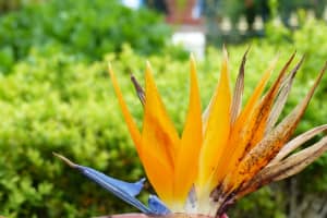 2018-05-Madere-055