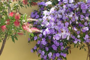 2018-05-Madere-095
