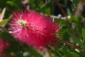 2018-05-Madere-096
