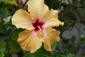 2018-05-Madere-098