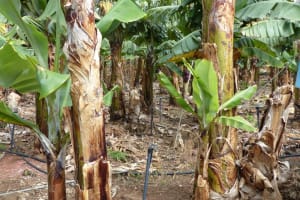 2018-05-Madere-109
