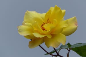 2018-05-Madere-110