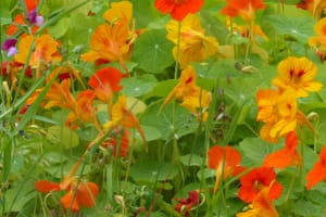2018-05-Madere-124