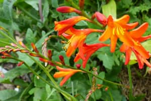 2018-05-Madere-144
