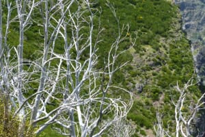 2018-05-Madere-150