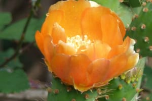 2018-05-Madere-155