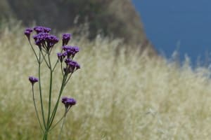 2018-05-Madere-157