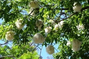 2018-05-Madere-159