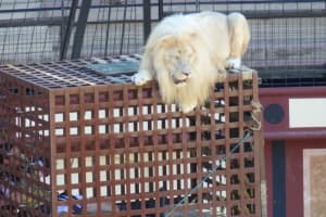 2018-08-Puy-du-Fou-041