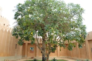 2019-03-Dubai-097