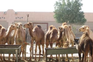 2019-03-Dubai-119