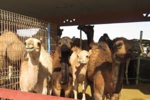 2019-03-Dubai-121
