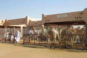 2019-03-Dubai-124