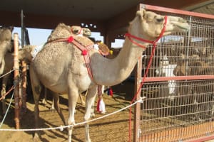 2019-03-Dubai-126