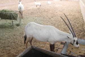 2019-03-Dubai-172